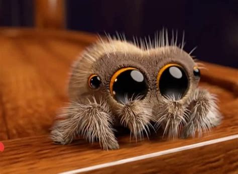 spider pictures wallpaperscom