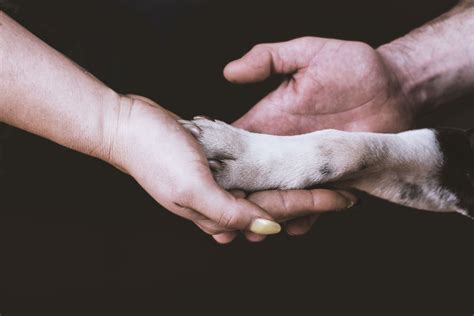 End of Life Care - Scottsville Animal Hospital