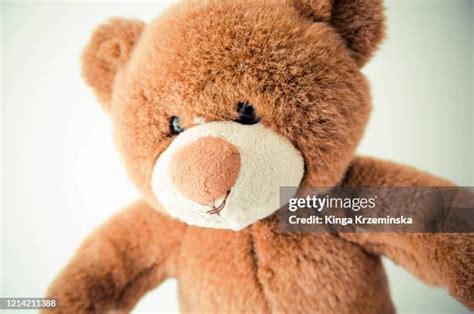 teddy bear nose   premium high res pictures getty images