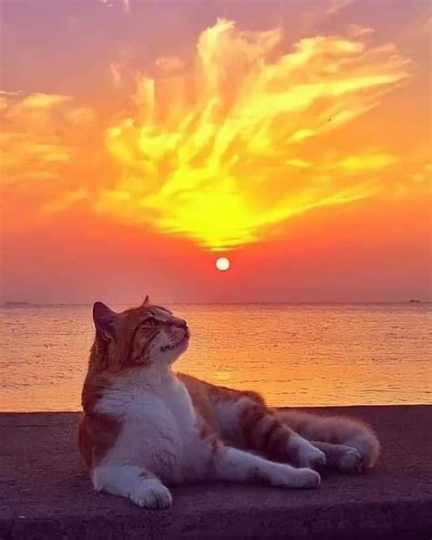 Кот на фоне моря - 85 фото