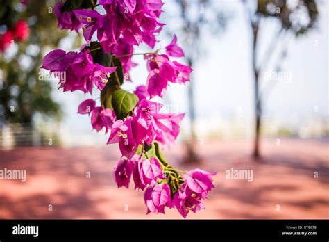 Purple little blossom flowers Stock Photo - Alamy