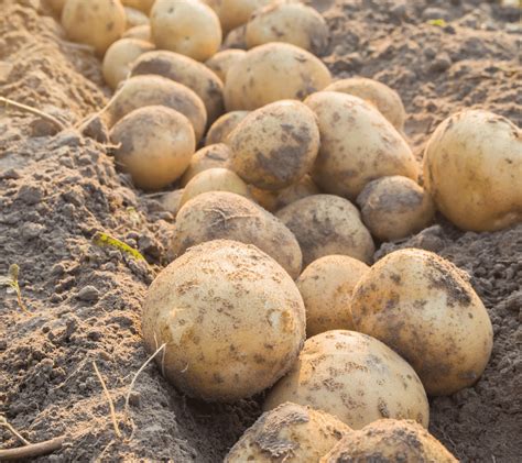 Potato cyst nematode: controlling the potato pest threat | ADAS
