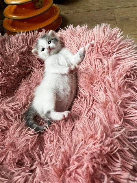 Фотографии маленьких котят, в которых невозможно не влюбиться / Питомцы