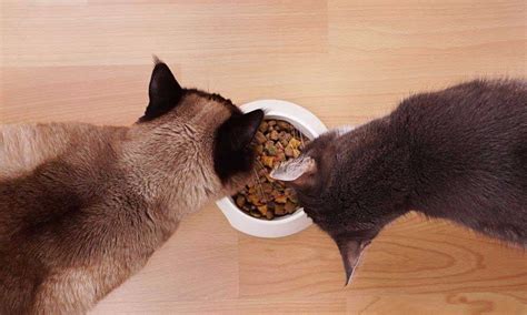 Корм Now Natural Holistic для кошек, кастрированных котов: состав ...