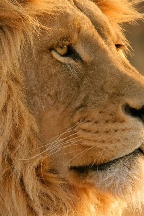 Mac Lion Wallpaper