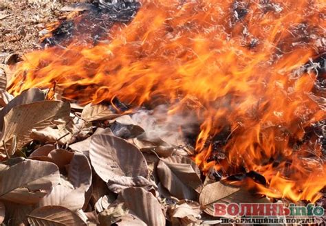 За спалювання листя у воєнний час можна потрапити за грати - ВолиньІнфо