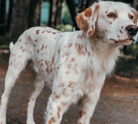 loving  length caring  longhaired dalmatians