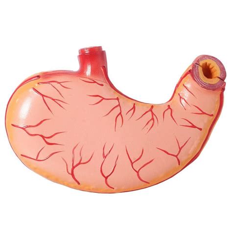 Anatomia estomago netter | Casas Bahia
