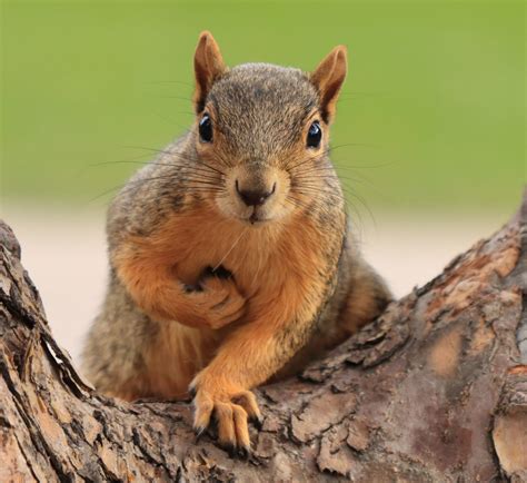 4 Types of Squirrels That Live in Prince Edward Island! (2023) - Bird ...