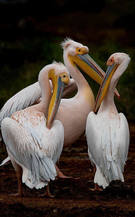 Ро́зовый пелика́н (лат. Pelecanus onocrotalus) | Hayvanlar