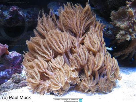 Anthelia sp. 03 Clove Polyp or Soft Coeral