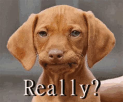 Exasperated Dog Really GIF | GIFDB.com