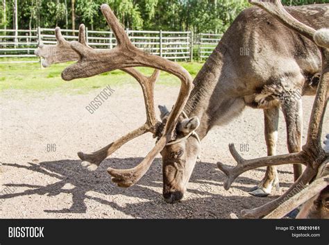 Reindeer Lapland ( Image & Photo (Free Trial) | Bigstock