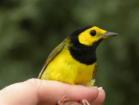 Hooded Warbler – My Bird of the Day