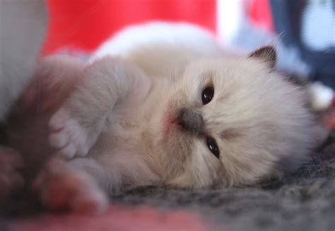 ♥ Our Ragdoll Kittens | OsoChic Ragdolls. osochicragdolls.co.uk