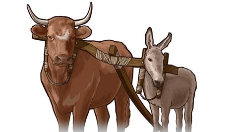 How the Law Demonstrated Jehovah’s Concern for Animals — Watchtower ...