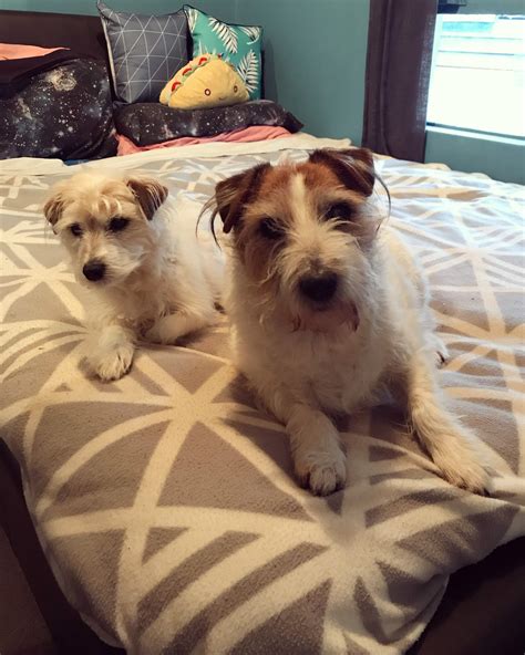 I rarely see any rough coat Jack Russells irl or online so here are