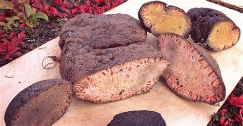 Top 9 Most Horrifying Dishes from Around the World | The Gaze