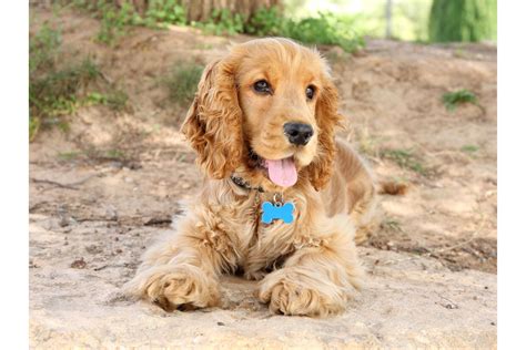 English Cocker Spaniel -- Earthpedia animal