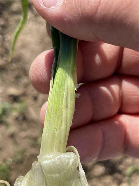 Why do my onions look so bad? - General Gardening - Growing Fruit