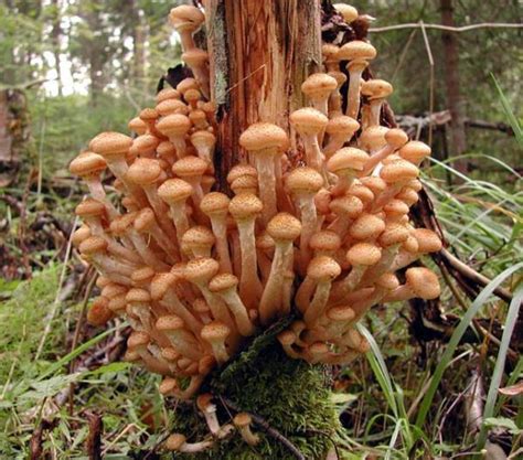Ложные опята как отличить фото