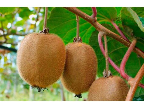 Киви - Actinidia chinesis. Уход за киви