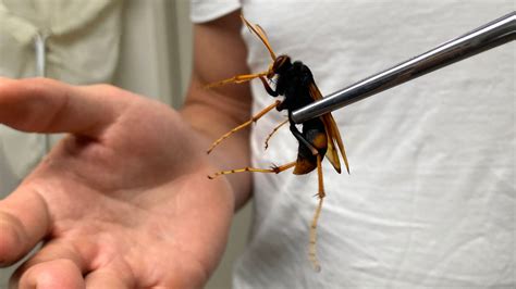 Warum lässt sich dieser Mann von giftigen Wespen und Spinnen beißen?