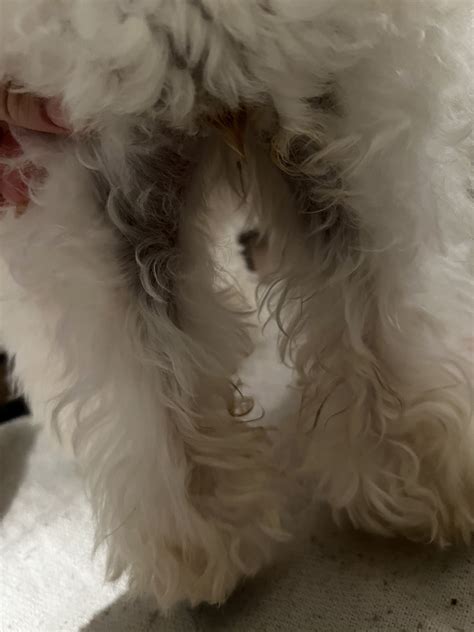 My seven month old poodles skin is turning dark gray almost overnight. Does anyone have any