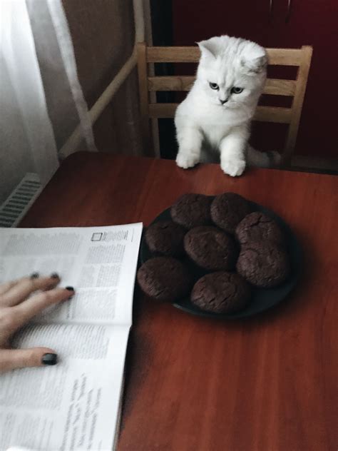 Кот и шоколадное печенье | Cats, Animals