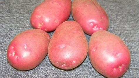 Картофель Любава: описание сорта, фото, отзывы о вкусовых качествах и ...