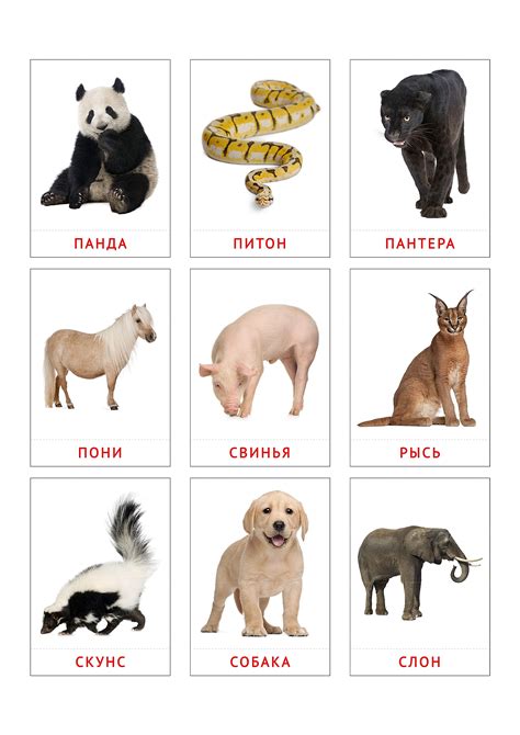Карточки с животными: скачать дикие и домашние — 3mu.ru