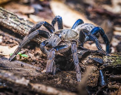 cobalt blue tarantula wikipedia