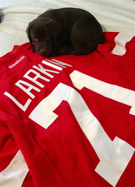 329 best Larkin images on Pholder | Detroit Red Wings, Sanfrancisco and