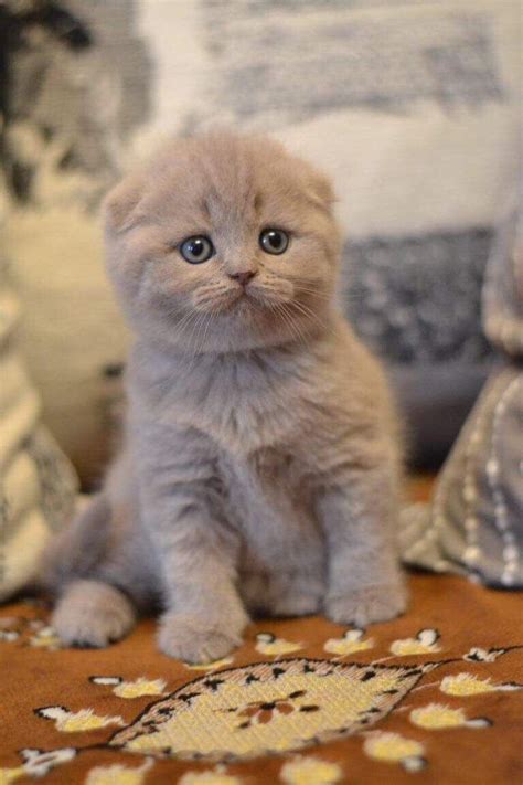 Scottish Fold Cats Wallpaper