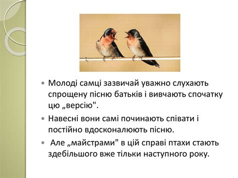 Як вчяться пташенята - презентация онлайн