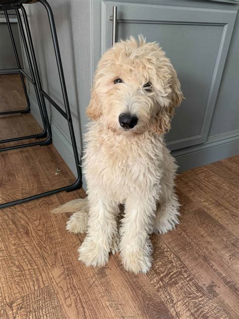 All On Amazon: Pet Finds - Inspiration For Moms