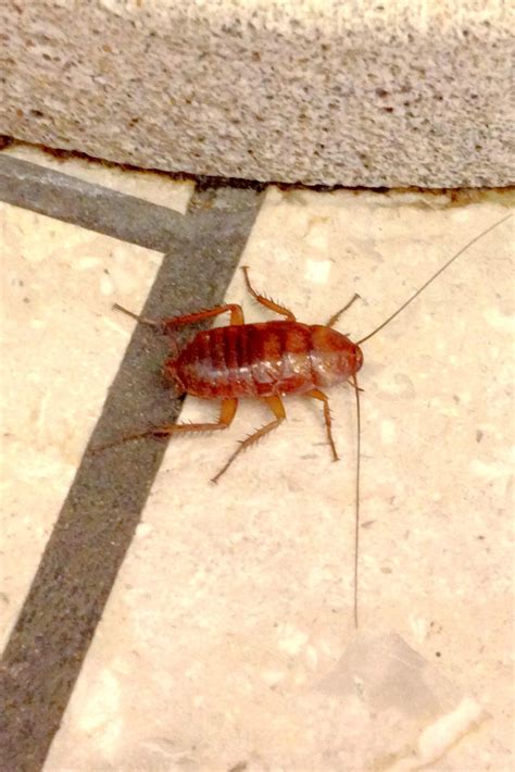 How To Get Rid Of Bugs In The Walls at Kim Jean blog