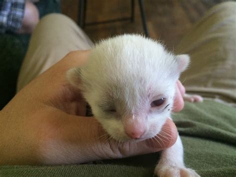 First Kitten To Open Her Eyes - Following A Dream