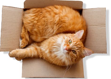 CatGenie Smart Delivery