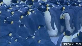 Emperor Penguins Huddle for Warmth | Nature on PBS on Make a GIF