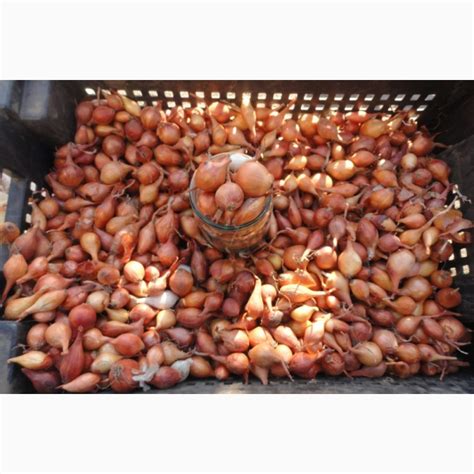 Продам лук старый-севок, купить лук старый-севок, Львовская обл — Agro ...