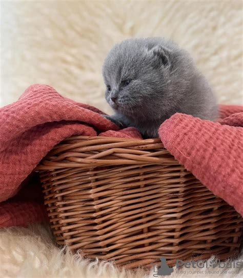 British Shorthair for sale in the city of New York (United States ...