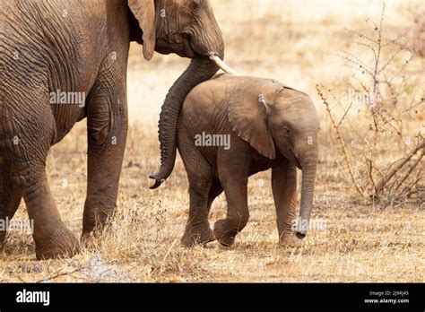 africa tanzania african bush elephant  elephant mother interacts
