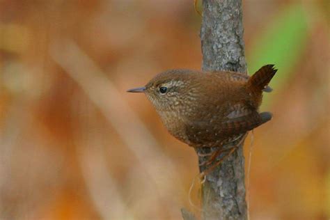 Winter Wren | Nature Manitoba