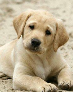 64 ideas de Animales kiut. | mascotas, animales, mascotas bonitas