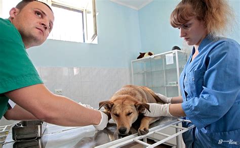 У трьох столичних клініках безкоштовно стерилізуватимуть домашніх ...