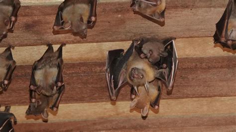 Lesser Short-nosed Fruit Bat | MarkEisingBirding