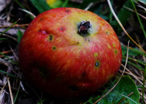 maple tree leaves black spots 6