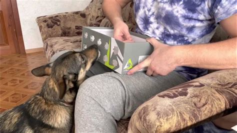 Собака барабака играет в игру сосиска или морковь! Веселая игра на ...