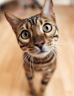 Doubellsit The Secret Language Of Cats Finally Decoded Its Amazing